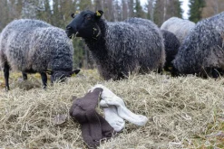 Ivanhoe of Sweden NLS RAG SOCK, 100% OFÄRGAD ULL — COFFEE BEAN Hot